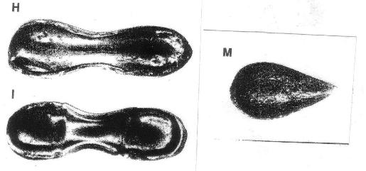 Figure 1. Two dumbbell tektite from Western Australia, each 3cm long.